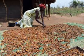 Image result for eating uganda locust
